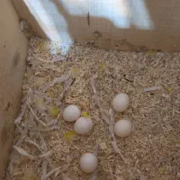 دو جفت کوتوله مولد روی تخم ماده گرینچیک دستی بالغ|پرنده|تربتحیدریه, پیشکوه|دیوار