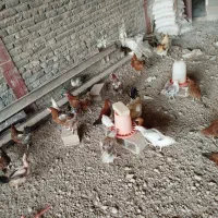 فروش مرغ تخم گذار و جوجه