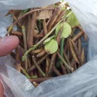 ماش درجه ۱|خوردنی و آشامیدنی|اهواز, کمپلو شمالی|دیوار
