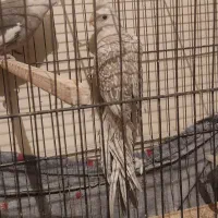 عروس هلندی|پرنده|تهران, مشیریه|دیوار