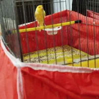 قناری سوپر لیمویی مست مست