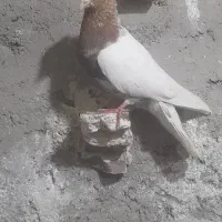 کفتر سوراخ