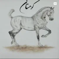 اسب نریون ترکی