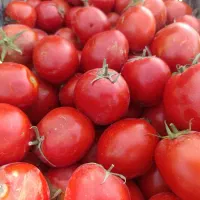 گوجه ربی