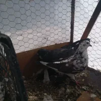 کبوتر تهرانی