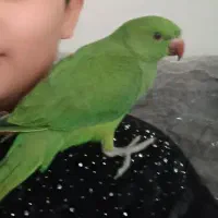 گمشده