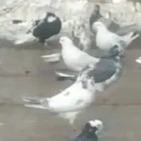 گمشده کل دم قهوه ای ته رنگ نارنجی