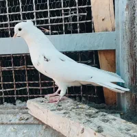 کبوتر  پرشی|پرنده|یزد, |دیوار