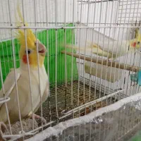 یک جفت عروس هلندی نژاد لوتونیو