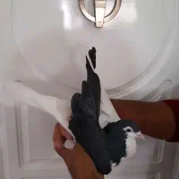 راست سیله خوشکل بدون ایراد|پرنده|اسفراین, |دیوار