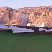 چندعددکبوتر|پرنده|ایلام, |دیوار