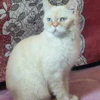 گربه|گربه|پاکدشت, پاکدشت (مامازند)|دیوار