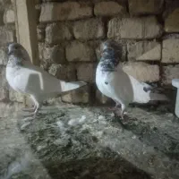 یه جفت پرشی ساعت بالا