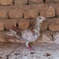 هفرنگ خطی ماده سرخ دم سفید ماده