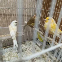 پرنده.قناری.ماده.