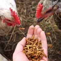 لارو خشک|لوازم جانبی حیوانات|ارومیه, |دیوار