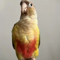 گرینچیک آناناسی دبل رد دستی|پرنده|قم, هنرستان|دیوار