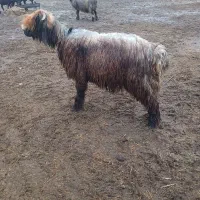 کووه نرمیش شیشک|حیوانات مزرعه|دزفول, |دیوار