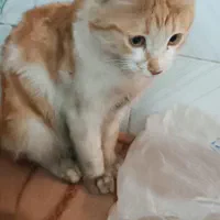گربه گمشده ( مژدگانی میلیونی به یابنده)