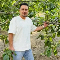 نهال انگور گردو بادام  انواع رقم دیرگل سردسیری