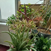 فروش گل خانگی با گلدون (سهند)