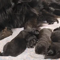 ژرمن بلک توله