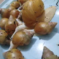 حلزون مخصوص حلزون تراپی