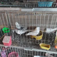 خرید و فروش پرنده