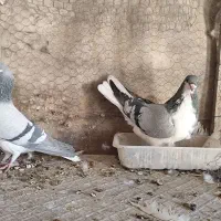 فروش یک جفت خوشرنگ سبز