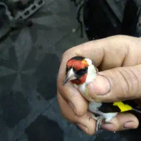 سهره|پرنده|تهران, امام زاده عبدالله|دیوار