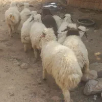 بره پروار