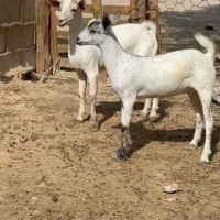 ثلاله|حیوانات مزرعه|رشت, شهرک قدس|دیوار