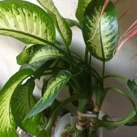 گل دیفن بافیا ۳تا|گل و گیاه طبیعی|تهران, شهرک شهید باقری|دیوار