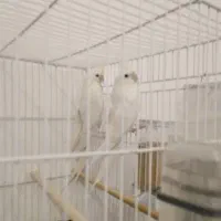 عروس هلندی آلبینیو لوتینیو