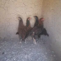 فروش ویژه جوجه لاری