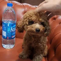 توله پودل تاینی وارداتی ۸ ماه