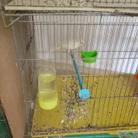 قناری ماده سوپر|پرنده|پیر بکران, |دیوار