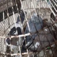 کبوتر|پرنده|رفسنجان, |دیوار