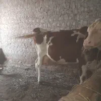 گاو ابستن خوش خوراک