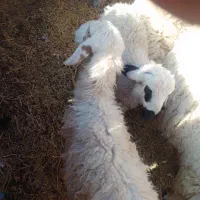 فروش میش وبره