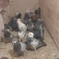 کبوتر رنگه سار  و سرور سبز  قره|پرنده|گلبهار, شهر جدید گلبهار|دیوار
