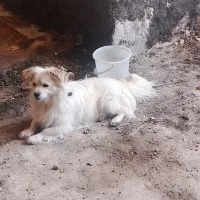 سگ پاکوتاه