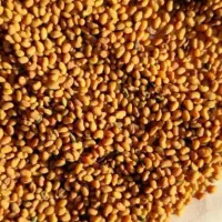 بذر یونجه دیم روستای مرصع