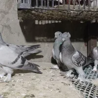 کبوتر گوی نشان