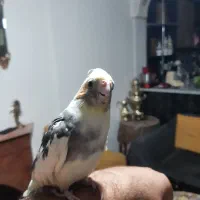 عروس هلندی رام و دستی|پرنده|سبزوار, توحیدشهر|دیوار