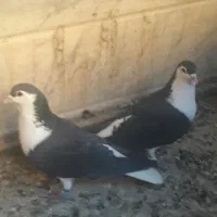 جفت نر ساده سیاه زدوخوردی بدون عیب ایراد|پرنده|شهرآباد, |دیوار