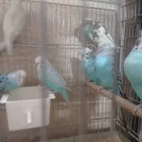 ۸ عدد مرغ عشق نر|پرنده|خمینی‌شهر, |دیوار