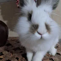 خرگوش لوپ|موش و خرگوش|تبریز, |دیوار