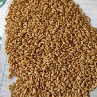 فروش گندم|عمدهفروشی|شادگان, |دیوار