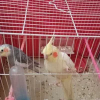 عروس هلندی مولد آماده به تخم گذاری|پرنده|بیرجند, |دیوار